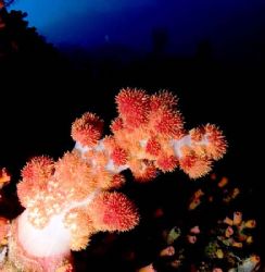 Soft Coral taken in Okinawa, Japan with an Olympus 5060 W... by Michael Easley 